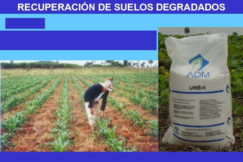 RECUPERACIÓN DE SUELOS DEGRADADOS 