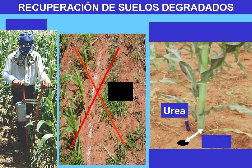 RECUPERACIÓN DE SUELOS DEGRADADOS Urea 