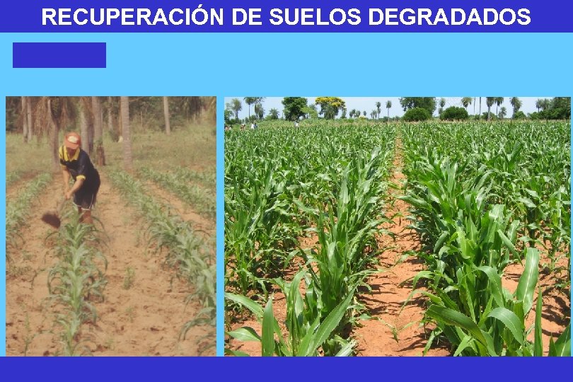 RECUPERACIÓN DE SUELOS DEGRADADOS 