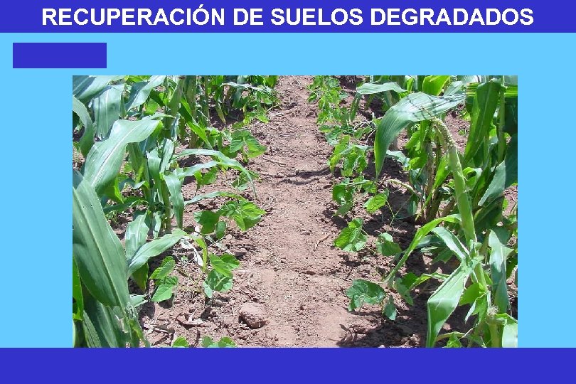 RECUPERACIÓN DE SUELOS DEGRADADOS 