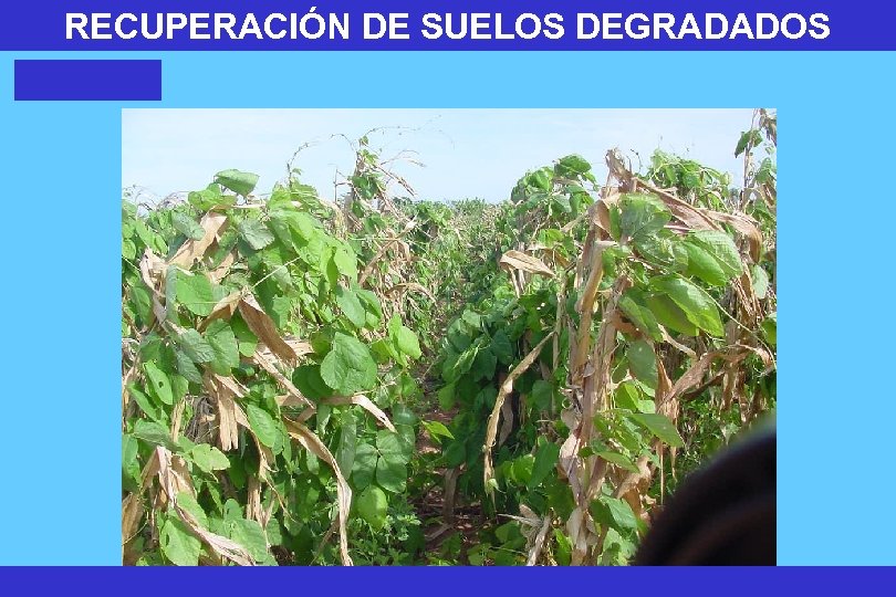 RECUPERACIÓN DE SUELOS DEGRADADOS 