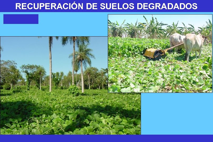 RECUPERACIÓN DE SUELOS DEGRADADOS 