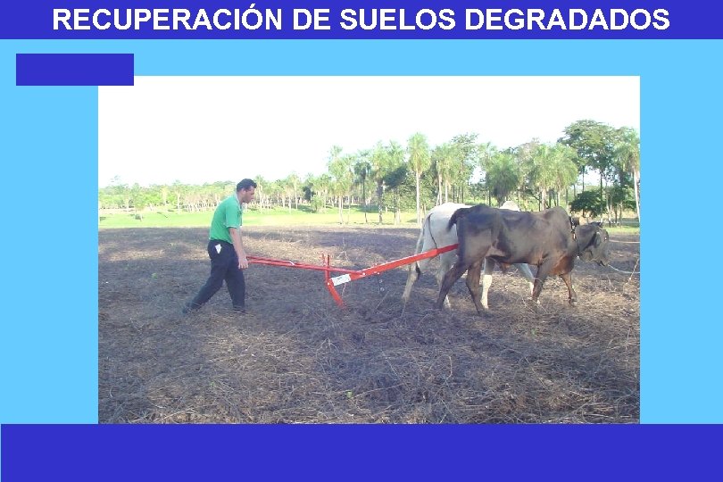 RECUPERACIÓN DE SUELOS DEGRADADOS 