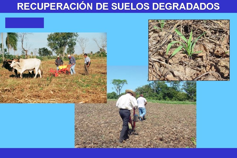 RECUPERACIÓN DE SUELOS DEGRADADOS 