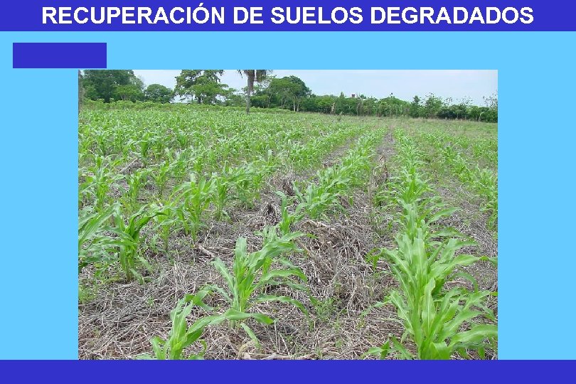 RECUPERACIÓN DE SUELOS DEGRADADOS 