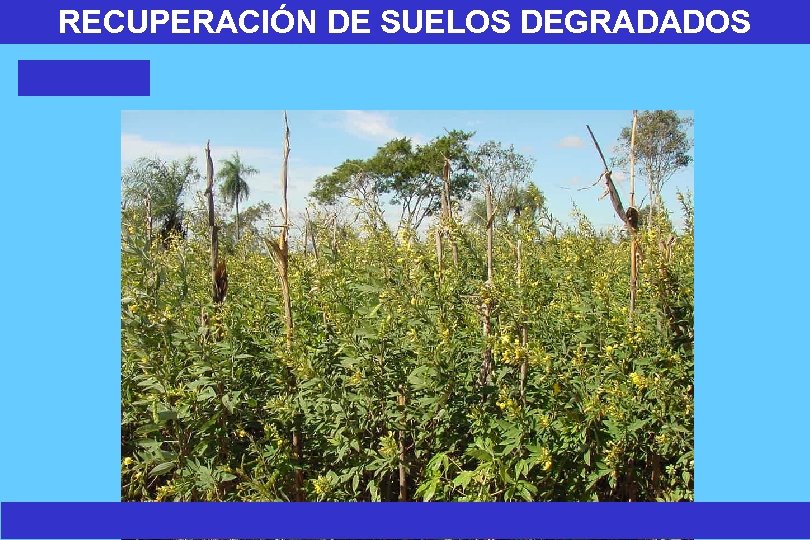 RECUPERACIÓN DE SUELOS DEGRADADOS 