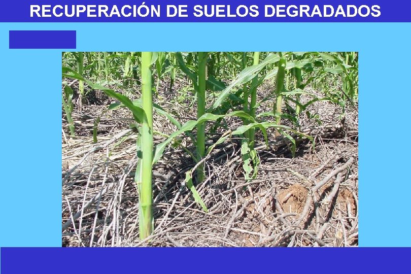 RECUPERACIÓN DE SUELOS DEGRADADOS 