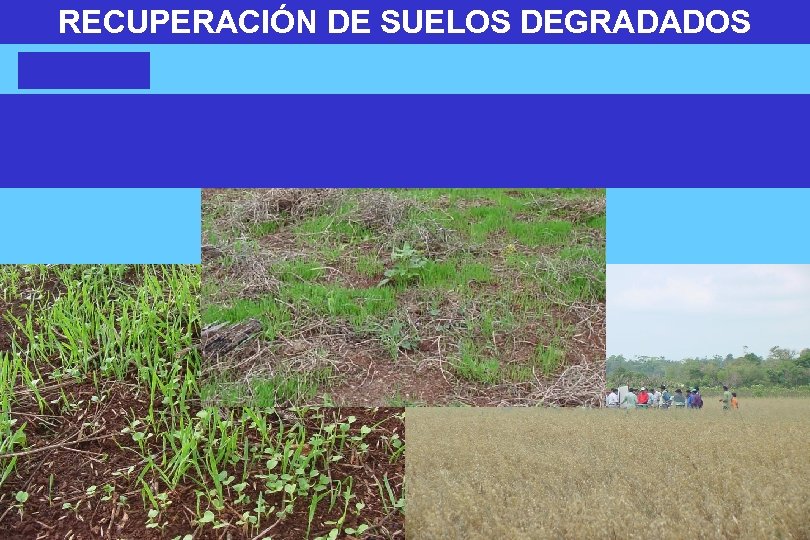 RECUPERACIÓN DE SUELOS DEGRADADOS 