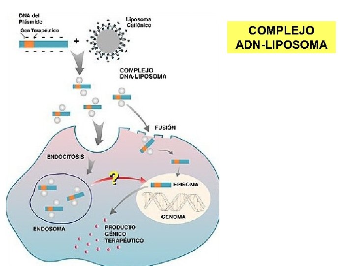 COMPLEJO ADN-LIPOSOMA 