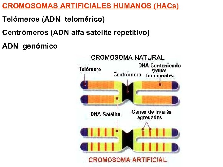 CROMOSOMAS ARTIFICIALES HUMANOS (HACs) Telómeros (ADN telomérico) Centrómeros (ADN alfa satélite repetitivo) ADN genómico