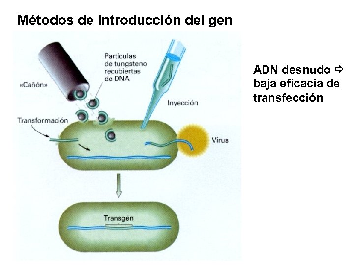 Métodos de introducción del gen ADN desnudo baja eficacia de transfección 