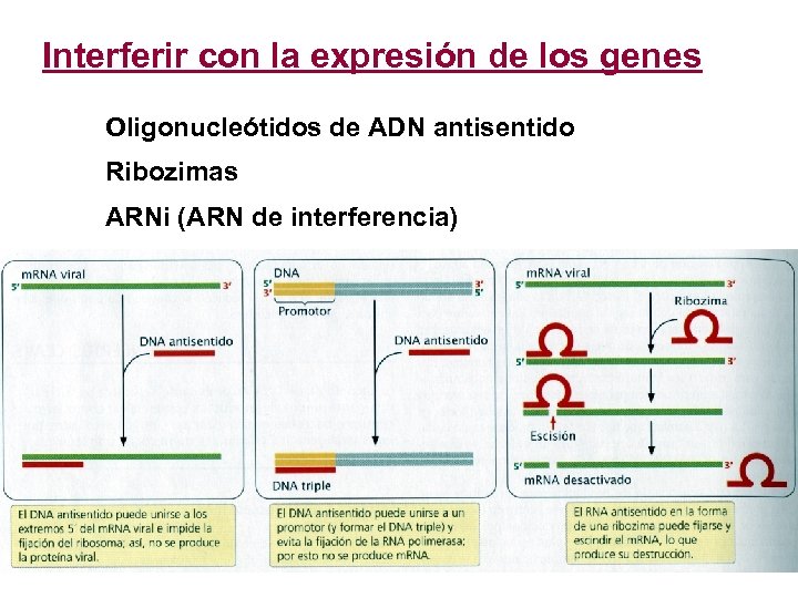 Interferir con la expresión de los genes Oligonucleótidos de ADN antisentido Ribozimas ARNi (ARN