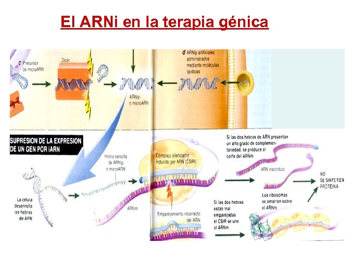 El ARNi en la terapia génica 