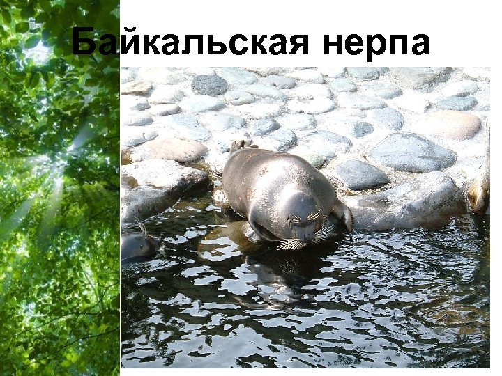 Байкальская нерпа Free Powerpoint Templates Page 21 