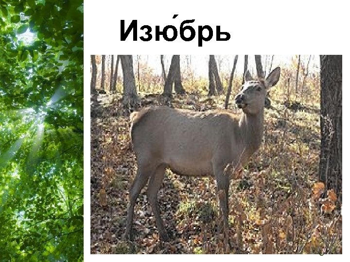 Изю брь Free Powerpoint Templates Page 22 