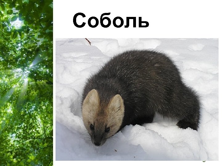 Соболь Free Powerpoint Templates Page 24 