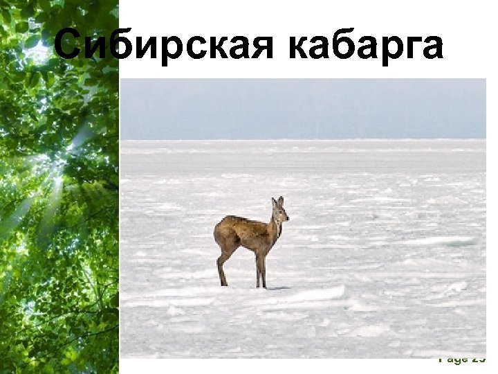 Сибирская кабарга Free Powerpoint Templates Page 25 