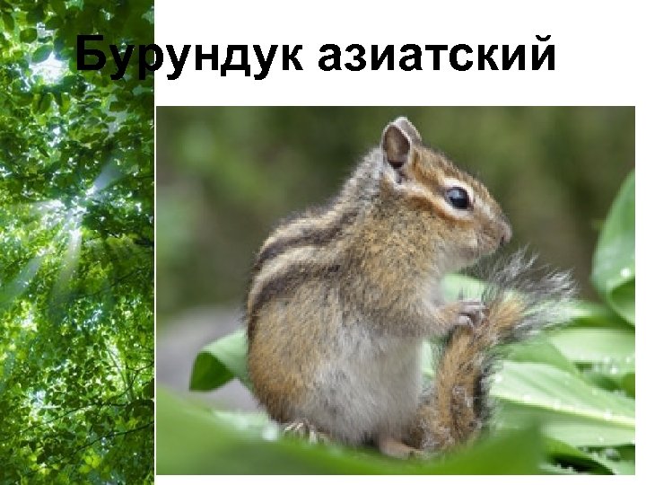 Бурундук азиатский Free Powerpoint Templates Page 26 