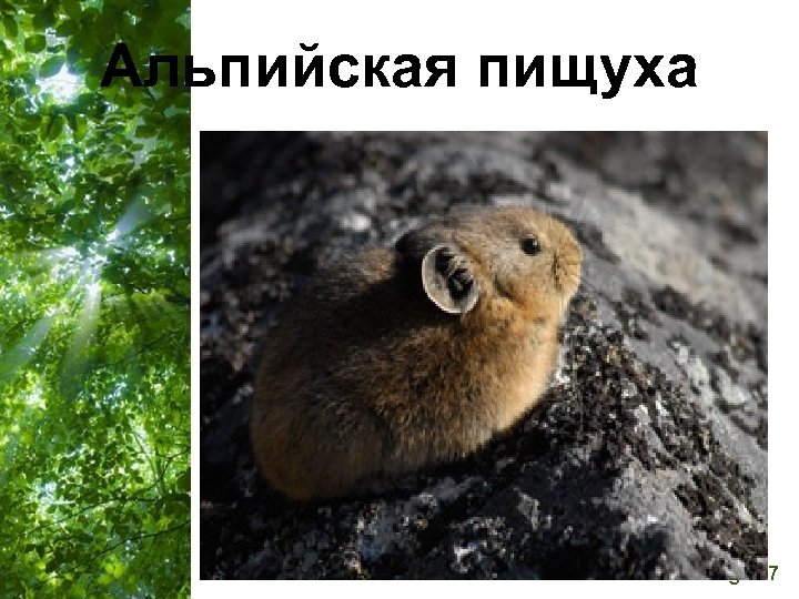 Альпийская пищуха Free Powerpoint Templates Page 27 