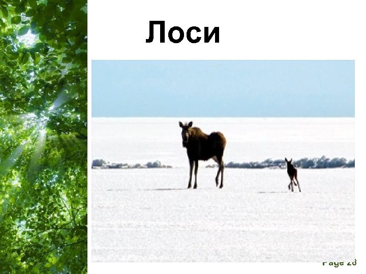 Лоси Free Powerpoint Templates Page 28 