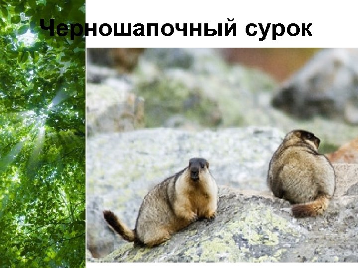 Черношапочный сурок Free Powerpoint Templates Page 29 