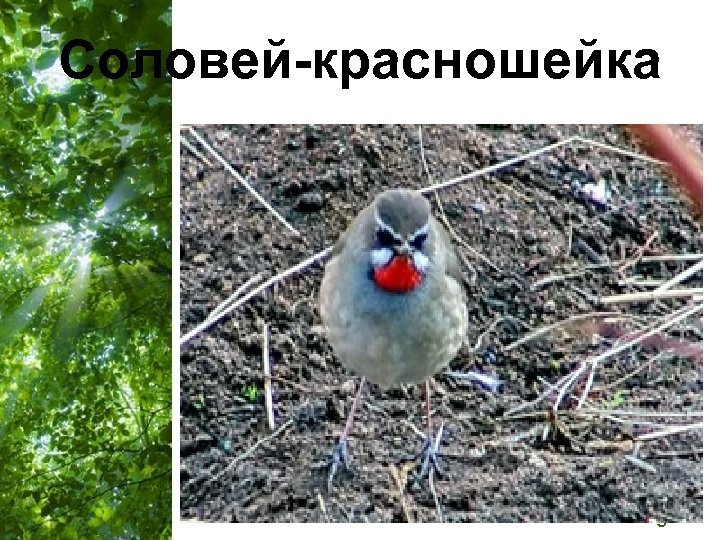 Соловей-красношейка Free Powerpoint Templates Page 31 