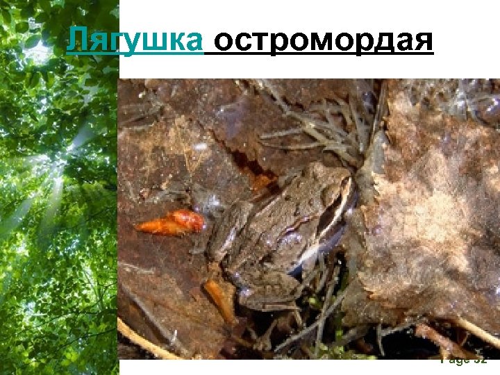 Лягушка остромордая Free Powerpoint Templates Page 32 
