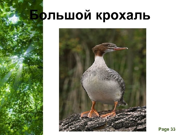 Большой крохаль Free Powerpoint Templates Page 33 