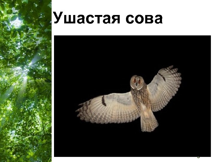 Ушастая сова Free Powerpoint Templates Page 34 