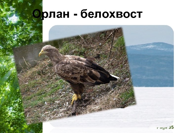 Орлан - белохвост Free Powerpoint Templates Page 35 