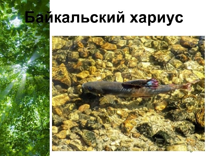 Байкальский хариус Free Powerpoint Templates Page 36 