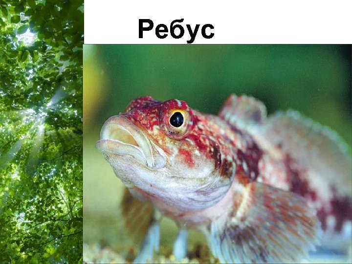 Ребус Free Powerpoint Templates Page 37 