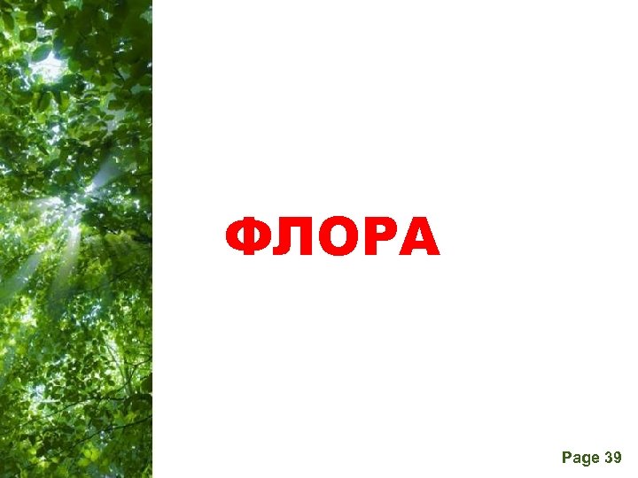  ФЛОРА Free Powerpoint Templates Page 39 