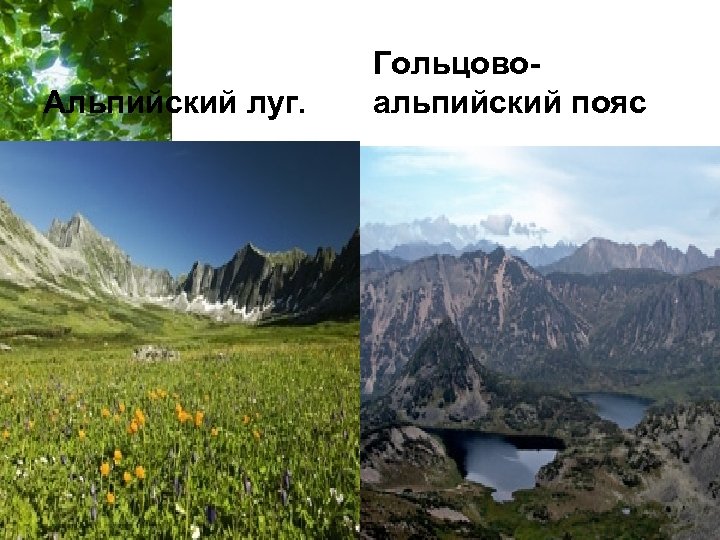 Альпийский луг. Гольцовоальпийский пояс Free Powerpoint Templates Page 41 