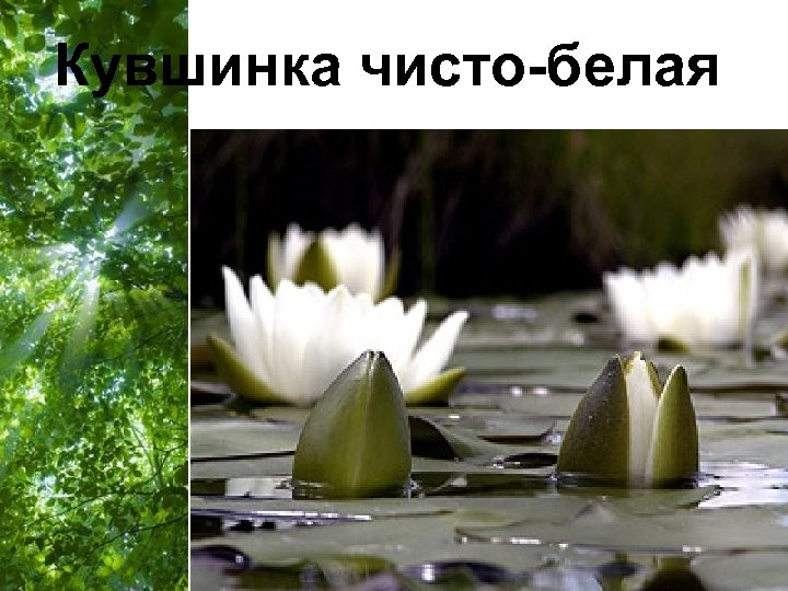 Кувшинка чисто-белая Free Powerpoint Templates Page 43 