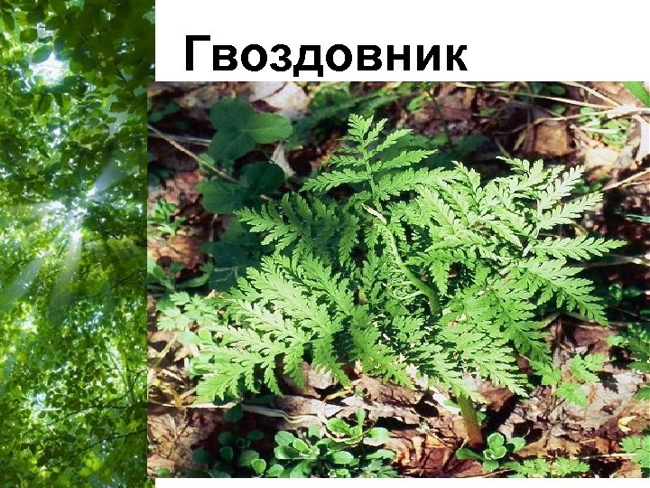 Гвоздовник Free Powerpoint Templates Page 44 