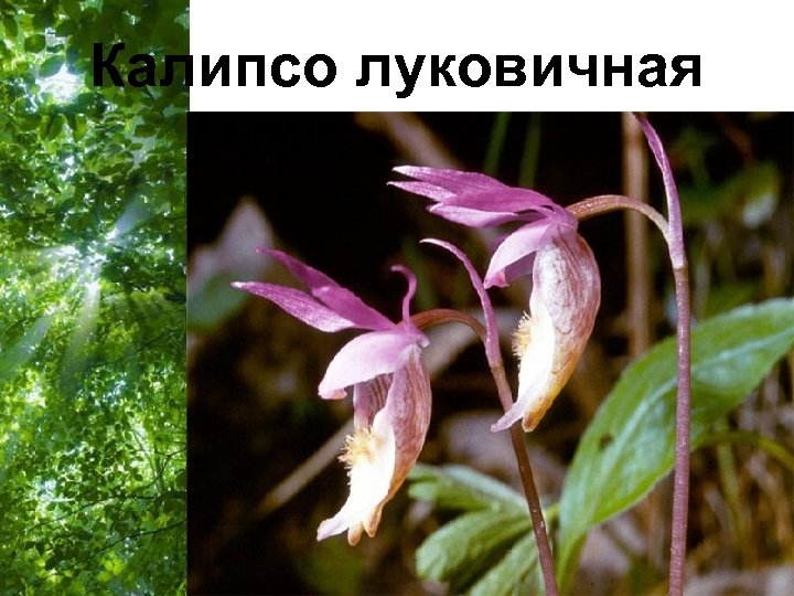 Калипсо луковичная Free Powerpoint Templates Page 47 