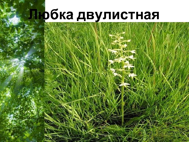 Любка двулистная Free Powerpoint Templates Page 48 