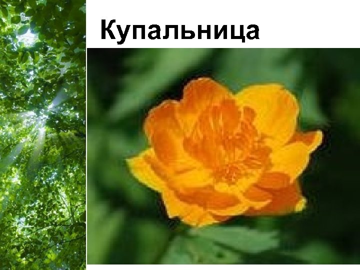 Купальница Free Powerpoint Templates Page 49 