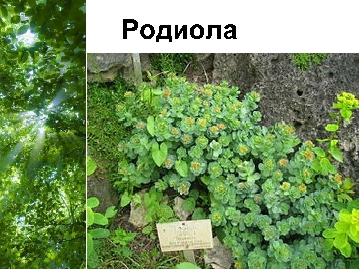 Родиола Free Powerpoint Templates Page 50 