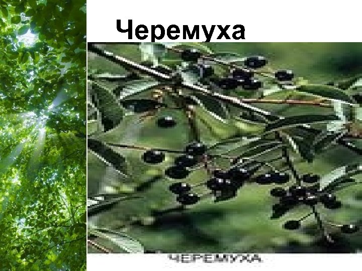 Черемуха Free Powerpoint Templates Page 51 