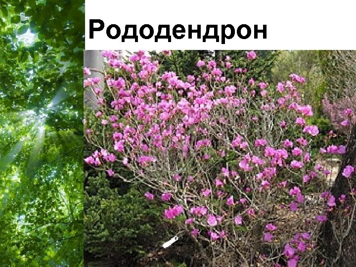 Рододендрон Free Powerpoint Templates Page 52 
