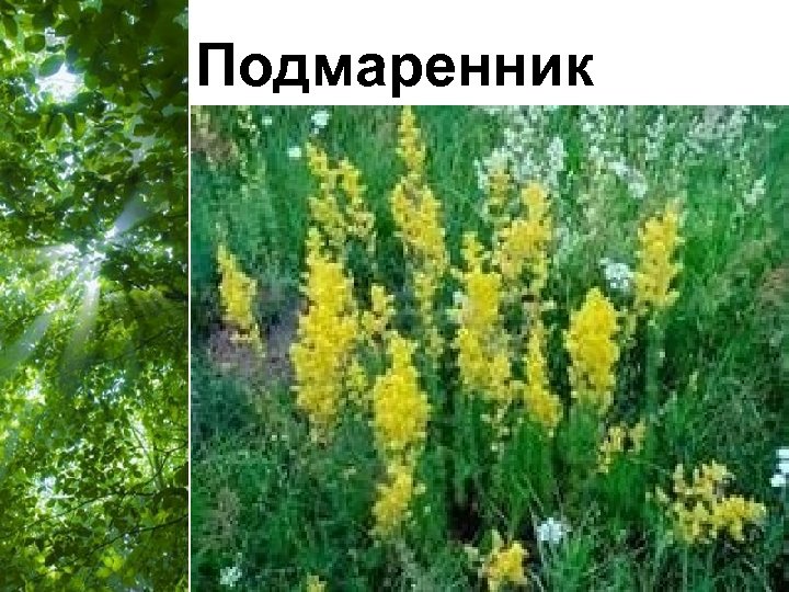 Подмаренник Free Powerpoint Templates Page 53 