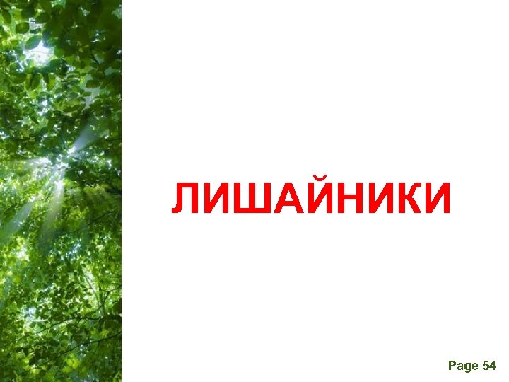  ЛИШАЙНИКИ Free Powerpoint Templates Page 54 