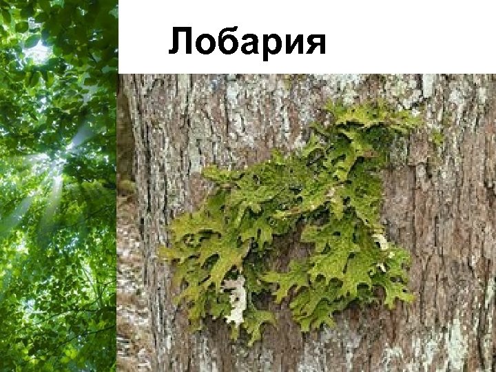 Лобария Free Powerpoint Templates Page 55 