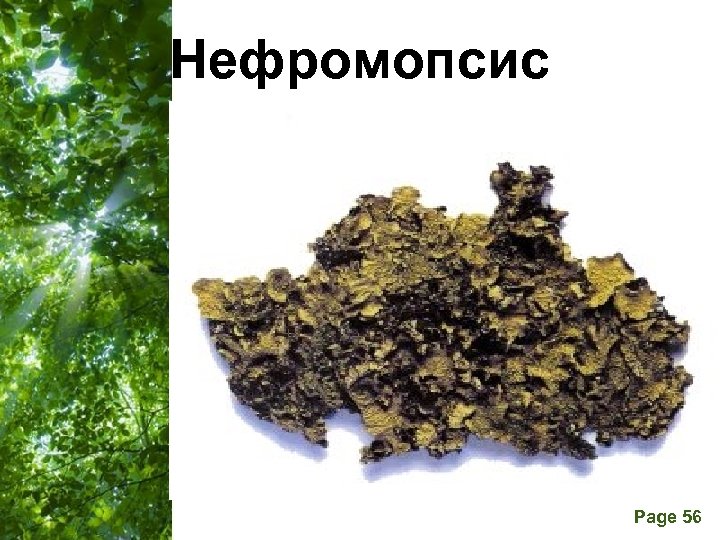 Нефромопсис Free Powerpoint Templates Page 56 