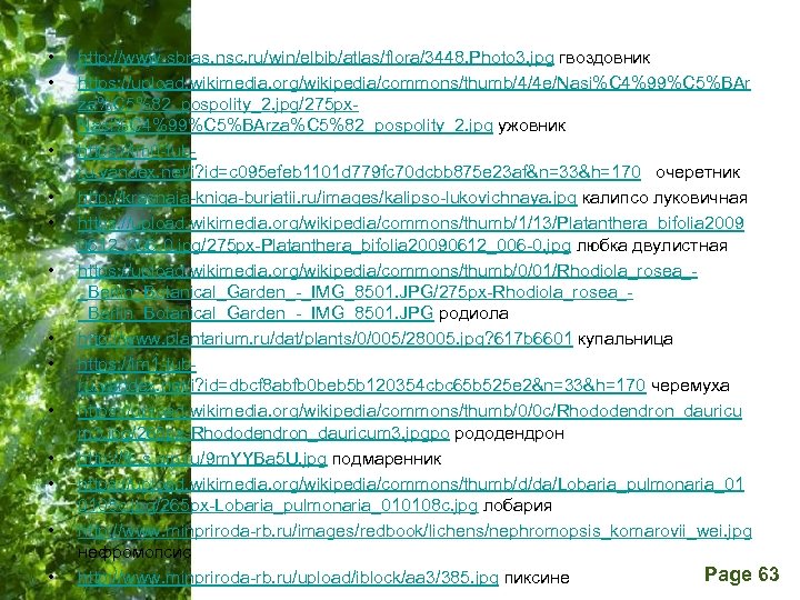  • • • • http: //www-sbras. nsc. ru/win/elbib/atlas/flora/3448. Photo 3. jpg гвоздовник https: