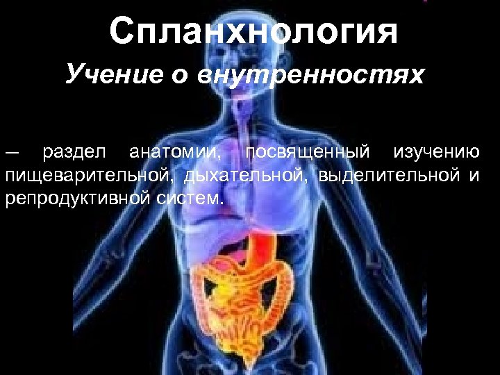 Спланхнология Учение о внутренностях — раздел анатомии, посвященный изучению пищеварительной, дыхательной, выделительной и репродуктивной