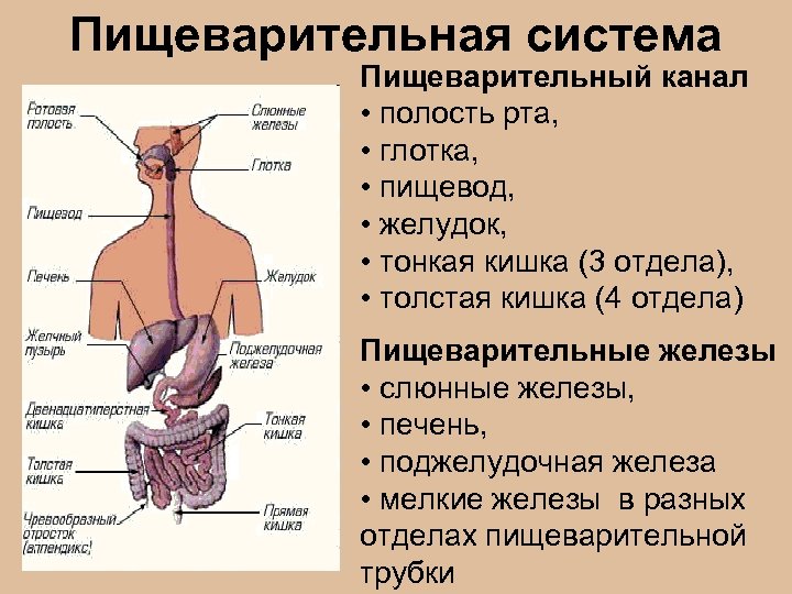 Пищеварительная система Пищеварительный канал • полость рта, • глотка, • пищевод, • желудок, •