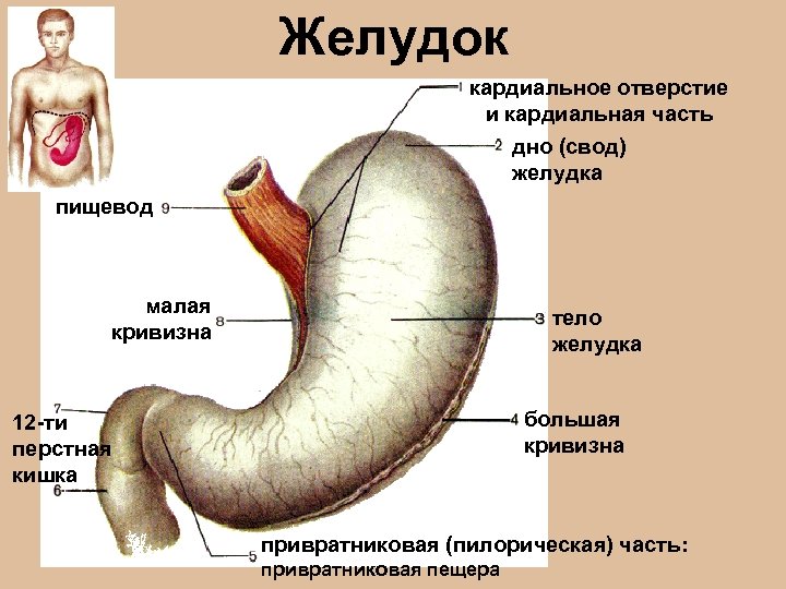 Клапан желудка и пищевода